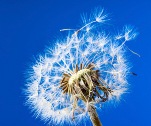 dandylion